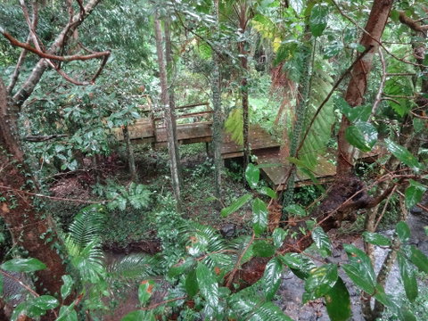 Treetops Accommodation Montville - Accommodation Redcliffe 5