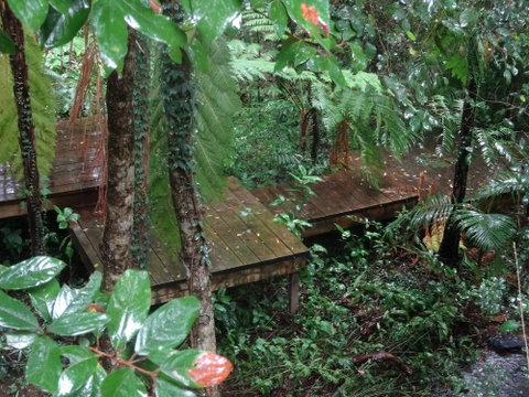 Treetops Accommodation Montville - Accommodation Redcliffe 1