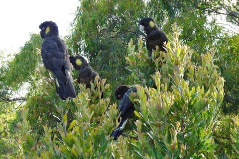 Eagles Rise Tasmania - Accommodation Redcliffe 5