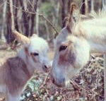 Donkey Tales Farm Cottages - Accommodation Redcliffe