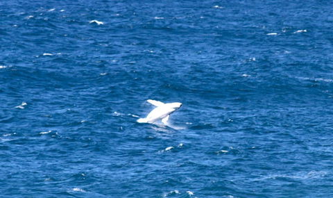 Sea Whispers - Accommodation Redcliffe 3