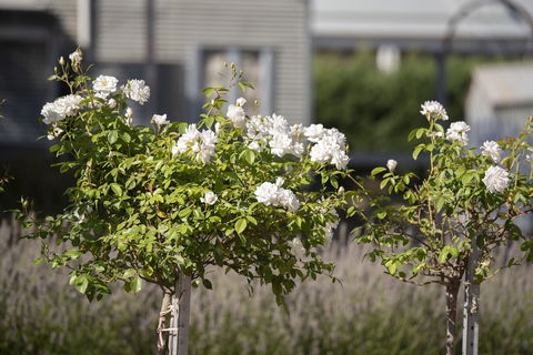 The Nest At Gundaroo - Accommodation Redcliffe 4