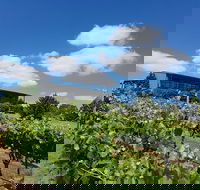 Traralgon Vineyard - Accommodation Redcliffe