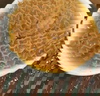 Johnny Fongs - Accommodation Redcliffe