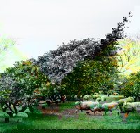 Cambray Cheese Farm Shop - Accommodation Redcliffe