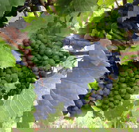 Marcus Hill Vineyard - Accommodation Redcliffe