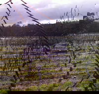 Darlington Vineyard
