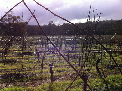 Darlington Vineyard - Accommodation Redcliffe 0