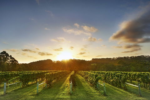 Singlefile Wines - Accommodation Redcliffe 1