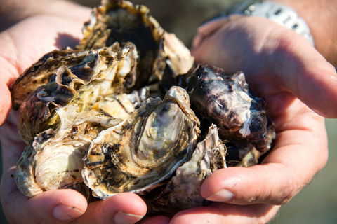Freycinet Marine Farm - Accommodation Redcliffe 2