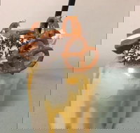 Where Ya Bean - Accommodation Redcliffe