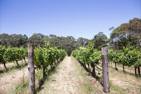Mount Macedon Winery - Accommodation Redcliffe 1