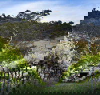 Mount Majura Vineyard - Accommodation Redcliffe