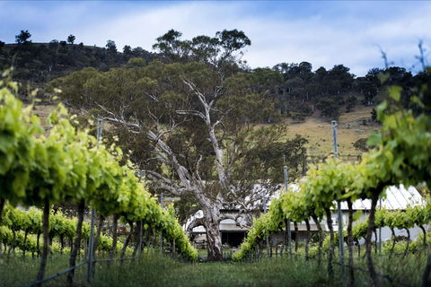 Mount Majura Vineyard - Accommodation Redcliffe 0