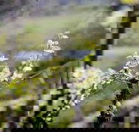 Barrgowan Vineyard - Accommodation Redcliffe