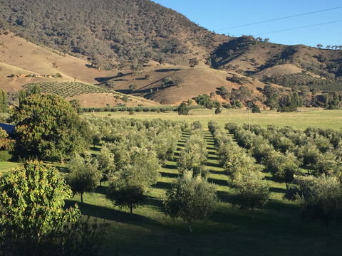 The Pressing Shed Cafe & Restaurant At Nullamunjie Olive Groves - Accommodation Redcliffe 2