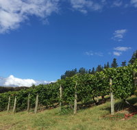 Freycinet Vineyard - Accommodation Redcliffe
