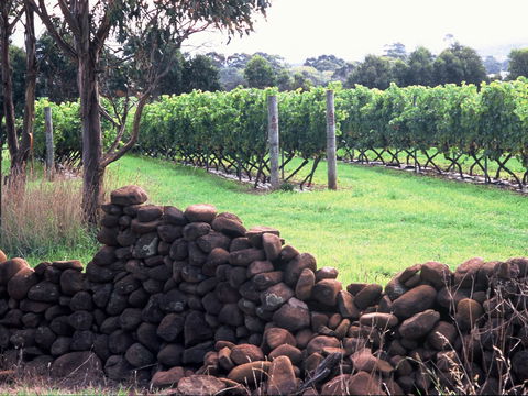 Spring Vale Vineyard - Accommodation Redcliffe 0