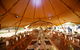 Osteria Papazzo - thumb 0