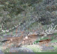 Hahndorf Venison - Accommodation Redcliffe