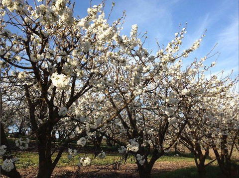 Allambie Orchard And Cafe - Accommodation Redcliffe 0
