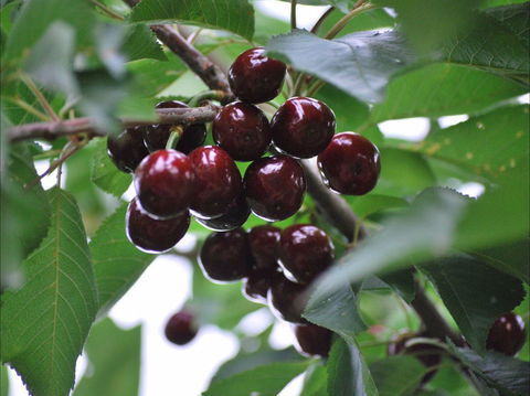Allambie Orchard And Cafe - Accommodation Redcliffe 1