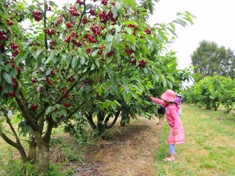 Allambie Orchard And Cafe - Accommodation Redcliffe 2