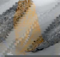 Chipper Fish - Accommodation Redcliffe