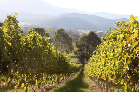Pizzini Wines King Valley - Accommodation Redcliffe 2