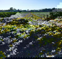 Willows Vineyard - Accommodation Redcliffe