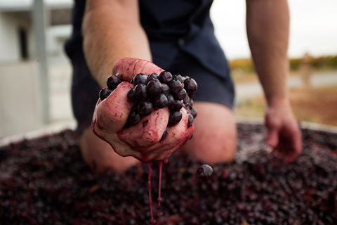 Tomfoolery Wines - Accommodation Redcliffe 0