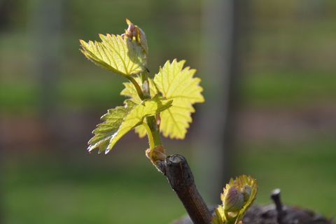 Serengale Vineyard - Accommodation Redcliffe 0
