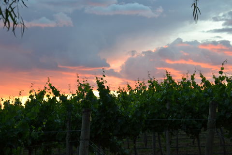 Serengale Vineyard - Accommodation Redcliffe 1
