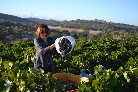 Serengale Vineyard - Accommodation Redcliffe 2