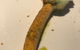 Tasmanian Food & Wine Conservatory - thumb 1