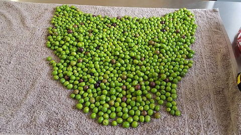 Wattle Hill Olives - Accommodation Redcliffe 0