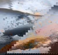 Wild Local Prawns - Accommodation Redcliffe