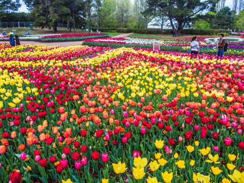 ALLARA CANBERRA - Accommodation Redcliffe 16