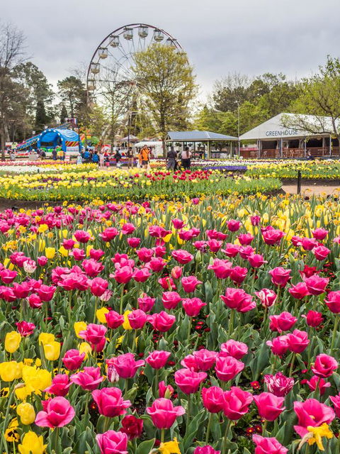 ALLARA CANBERRA - Accommodation Redcliffe 15