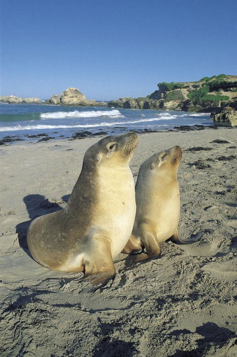 Kangaroo Island Seafront - Accommodation Redcliffe 40