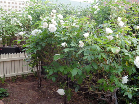 Baronet B & B - Accommodation Redcliffe 18