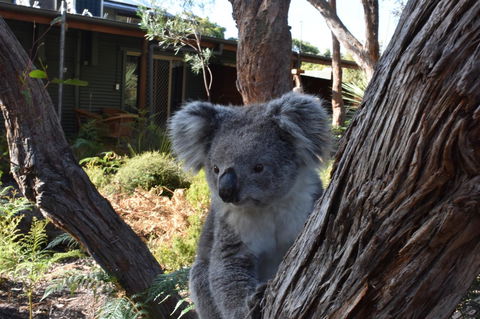 Kangaroo Island Wilderness Retreat - Accommodation Redcliffe 6