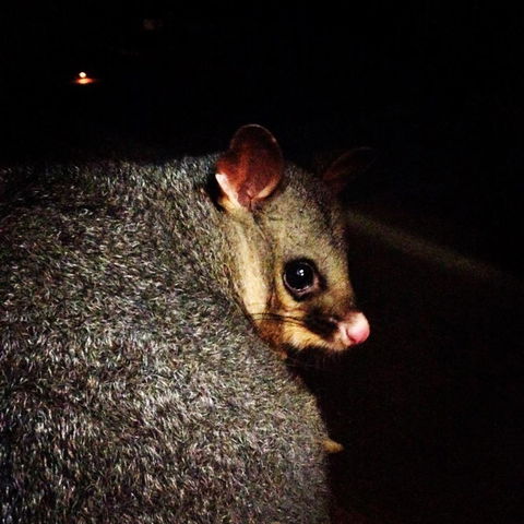 Kangaroo Island Wilderness Retreat - Accommodation Redcliffe 36