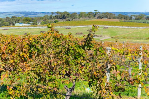 Sun & Surf Aldinga Beach Apartment - Accommodation Redcliffe 15