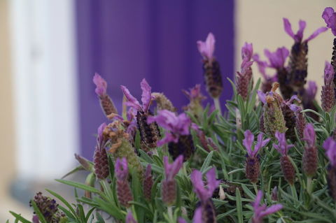 The Purple Door On Seaview - Accommodation Redcliffe 0