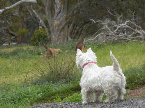Molly's Chase - Accommodation Redcliffe 27