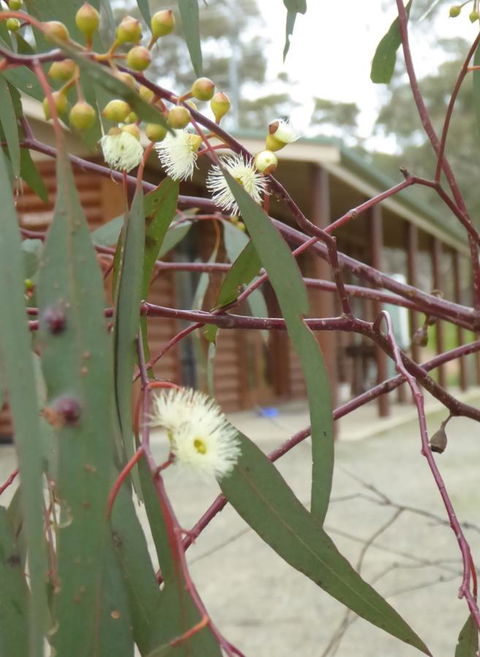 Molly's Chase - Accommodation Redcliffe 9