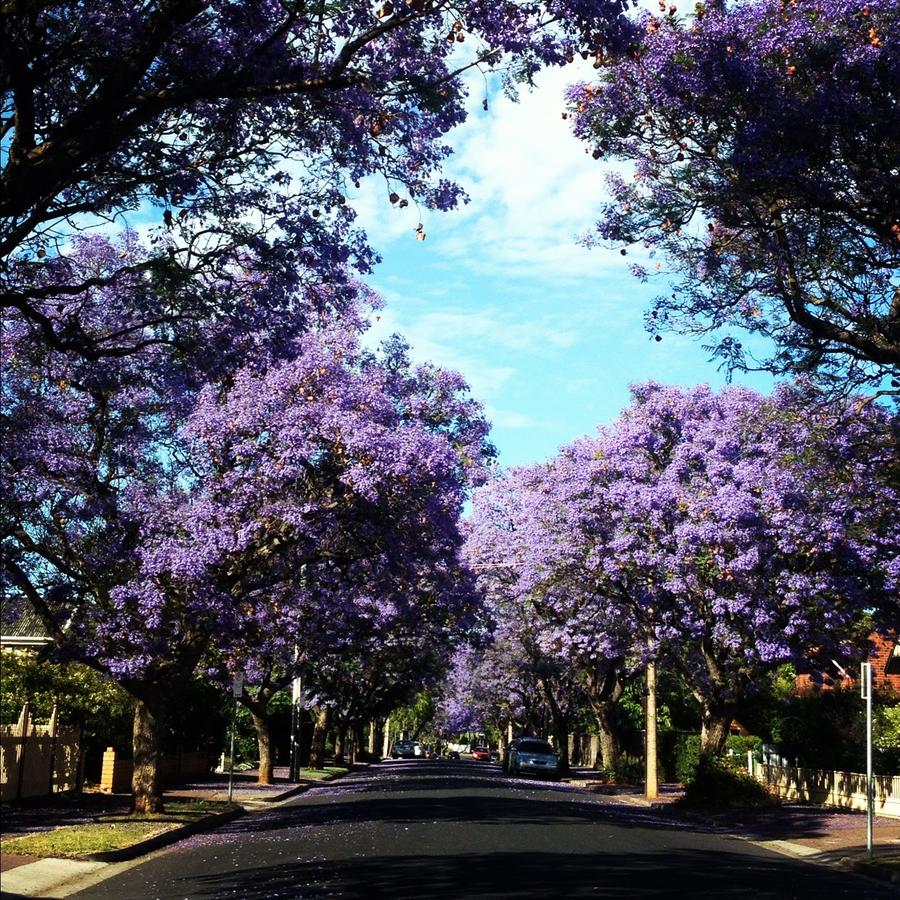 Kings Park SA Accommodation Redcliffe