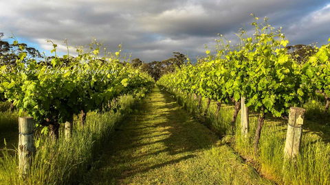 Shadow Creek McLaren Vale - Accommodation Redcliffe 20