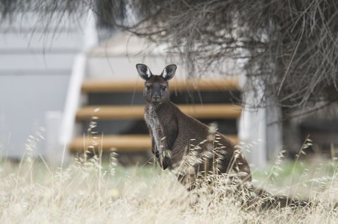 Sea Dragon Kangaroo Island - Accommodation Redcliffe 12